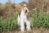 FOX TERRIER 053